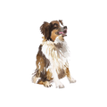Australian Shepherd