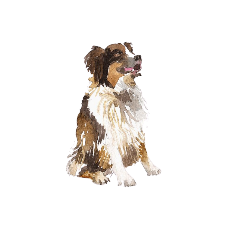 Australian Shepherd