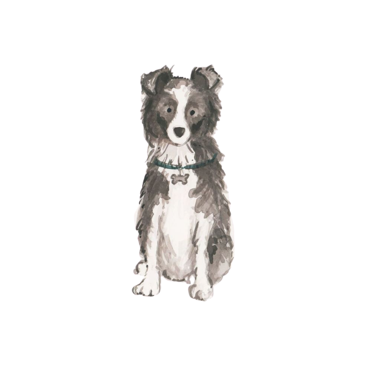 Border Collie
