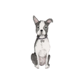 Boston Terrier