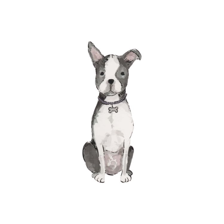 Boston Terrier