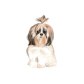 Brown Shitzu