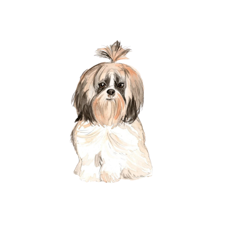 Brown Shitzu