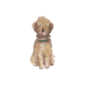 Golden Doodle