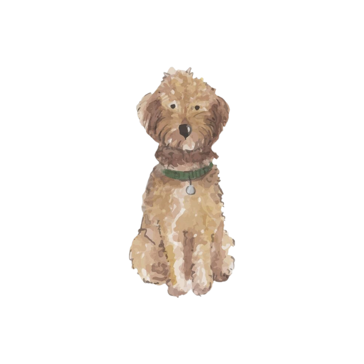 Golden Doodle