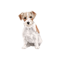 Jack Russel