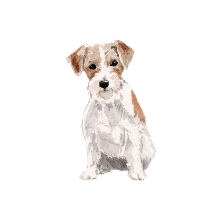Jack Russel