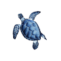 Sea Turtle