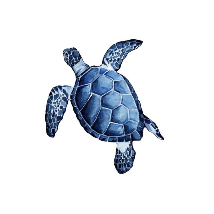 Sea Turtle