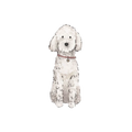 White Poodle