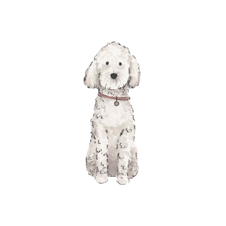 White Poodle