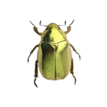 Beetle
