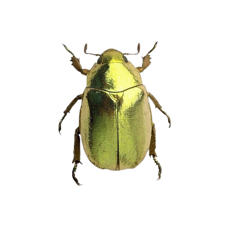 Beetle