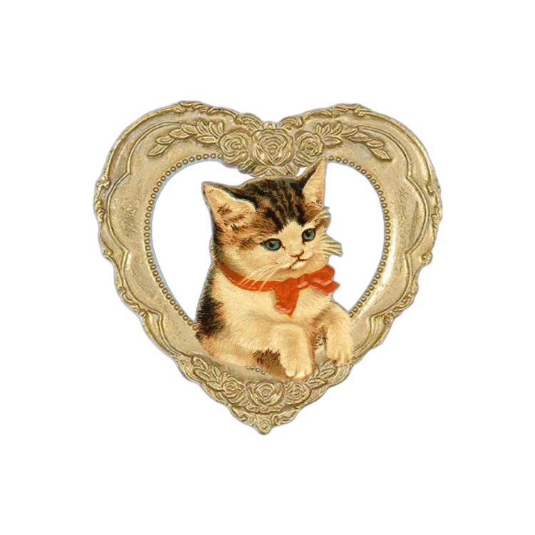 Kitten