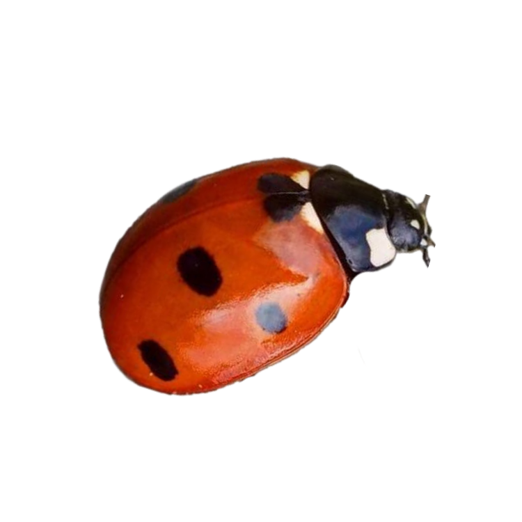 LadyBug