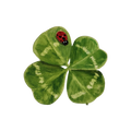 Lucky Clover