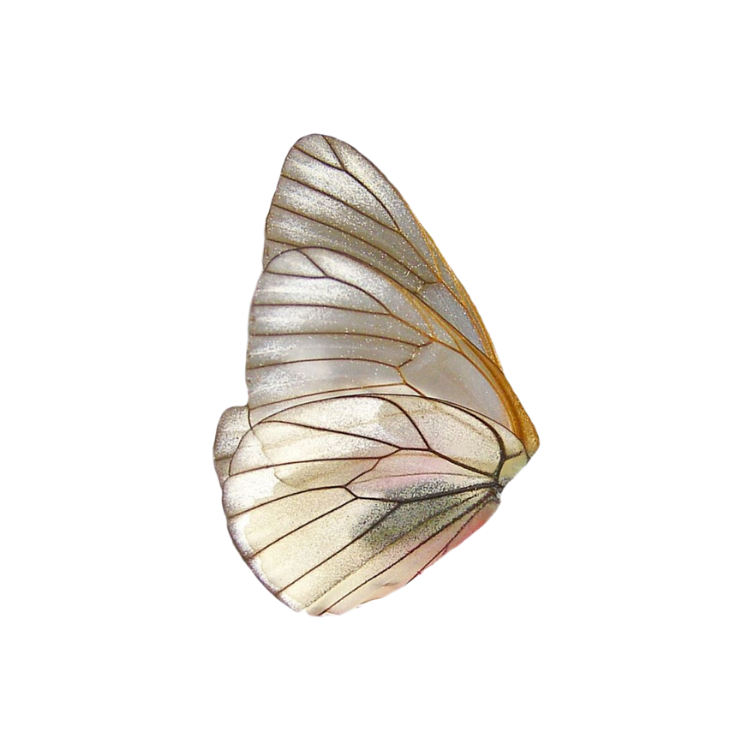 Wing