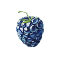 Berry