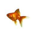 Gold Fish