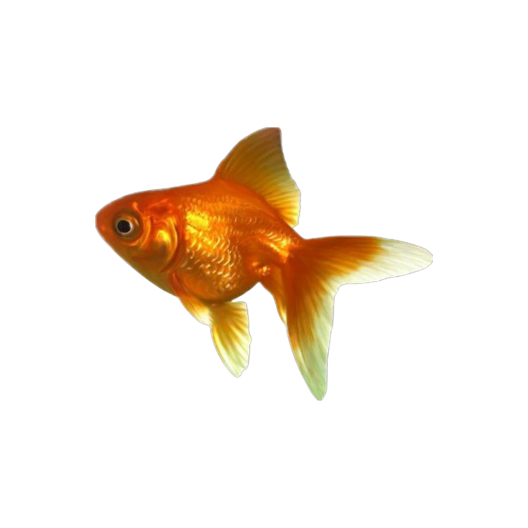 Gold Fish