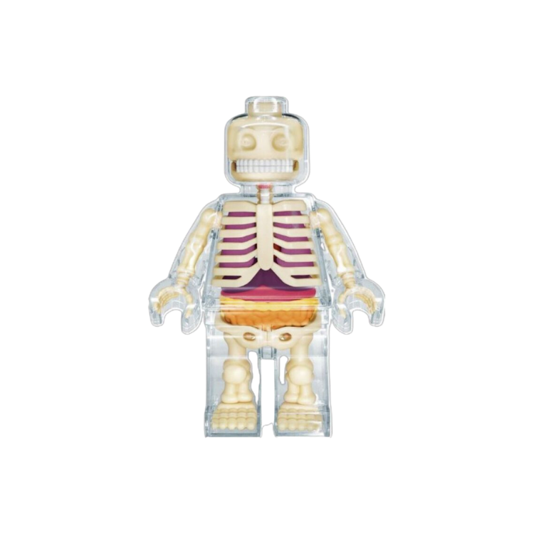 Skeleton