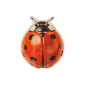 Cute Ladybug