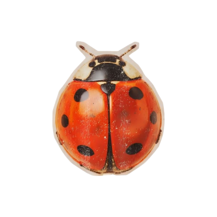 Cute Ladybug