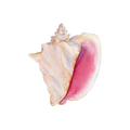 Pink Shell