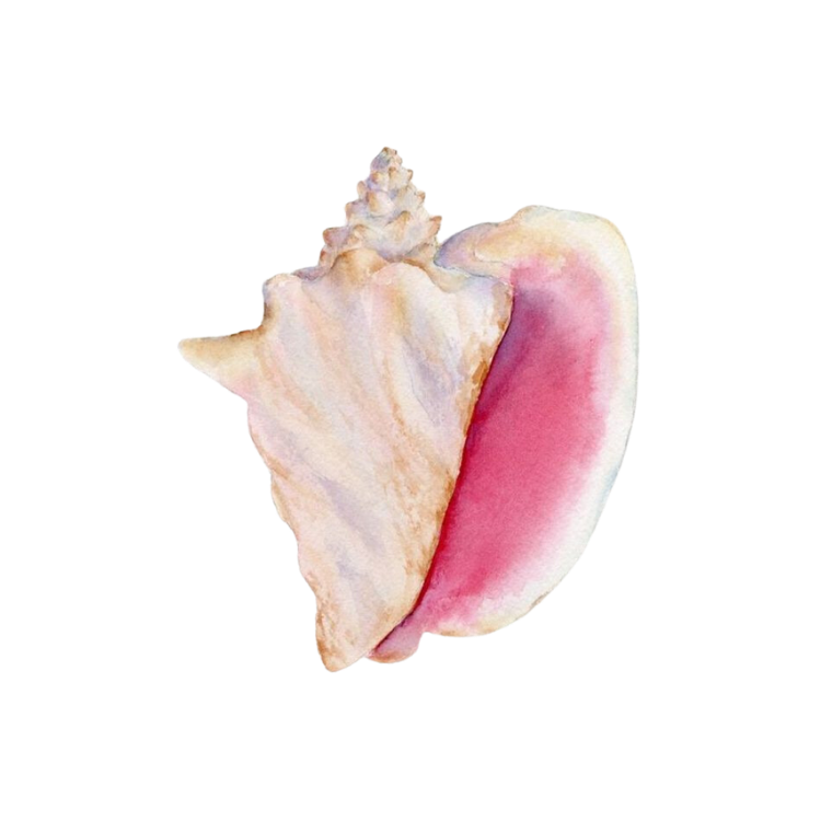 Pink Shell